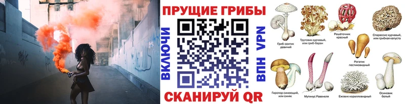 цены   Красково  Галлюциногенные грибы Psilocybine cubensis 